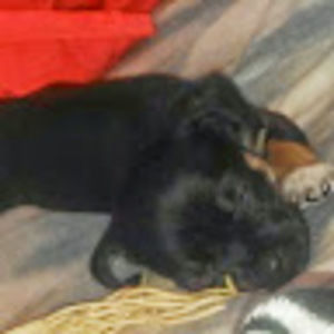 Meet your Posher, Sharon